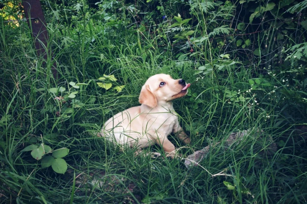 15 Essential Dog Care Tips for First-Time Owners